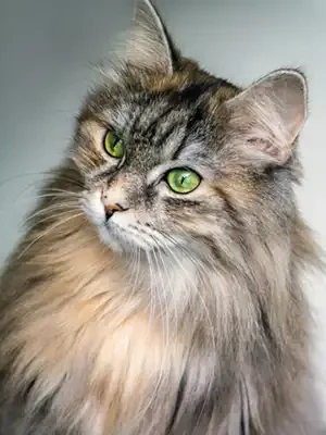 mona-magnussen-a7bdqjeG6M4-unsplash-scaled(1) copie Hypnose Régressive